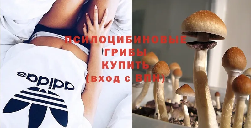 Галлюциногенные грибы Cubensis  хочу наркоту  Краснотурьинск 